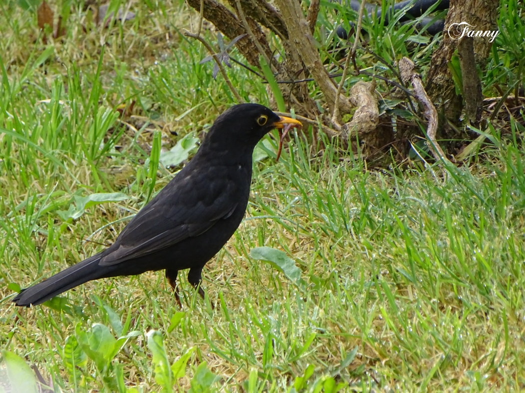 Papa MerleDSC06430.jpg