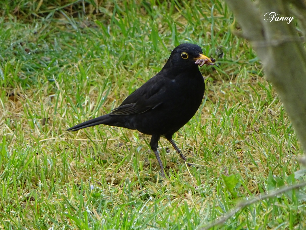 Merle  27 03 2021DSC06435.jpg