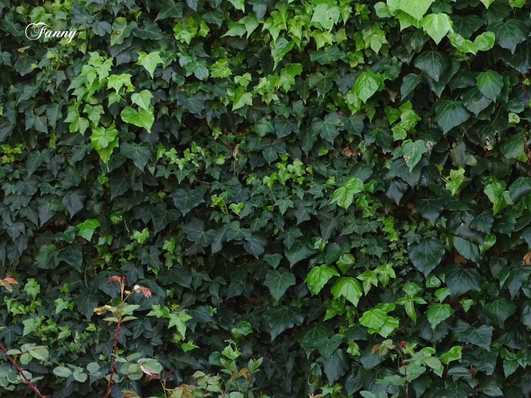 Lierre  signéDSC06496.jpg