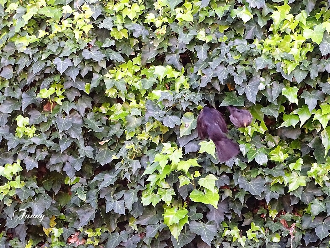 merles Signé DSC06414.jpg