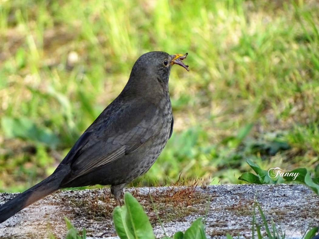 Merlette signée DSC06630 (2).jpg