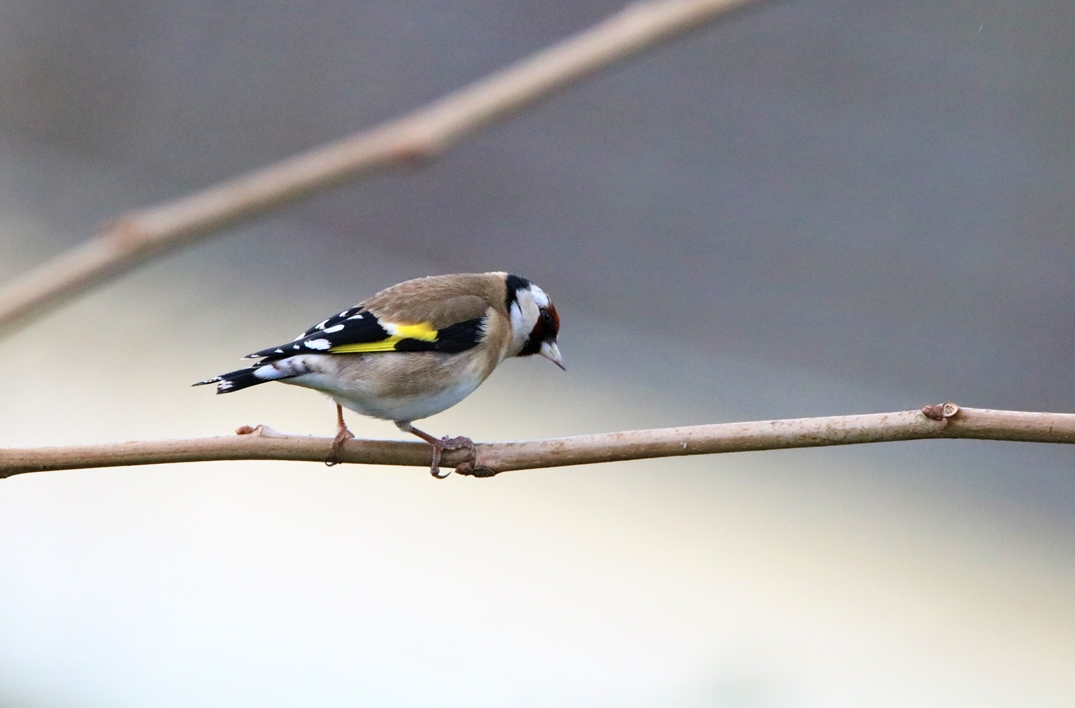 Chardonneret élégant sur branche 1.JPG