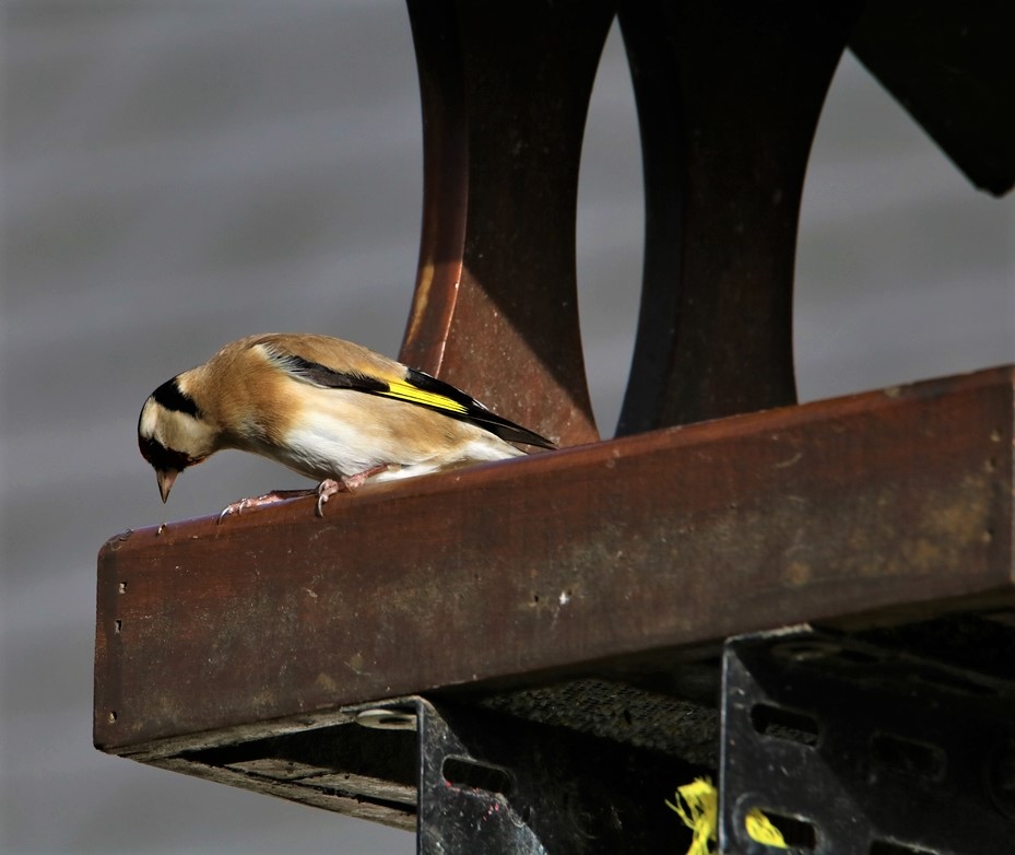 Chardonneret élégant sur mangeoires plateau Vendredi 22 Janvier 2021 2.JPG