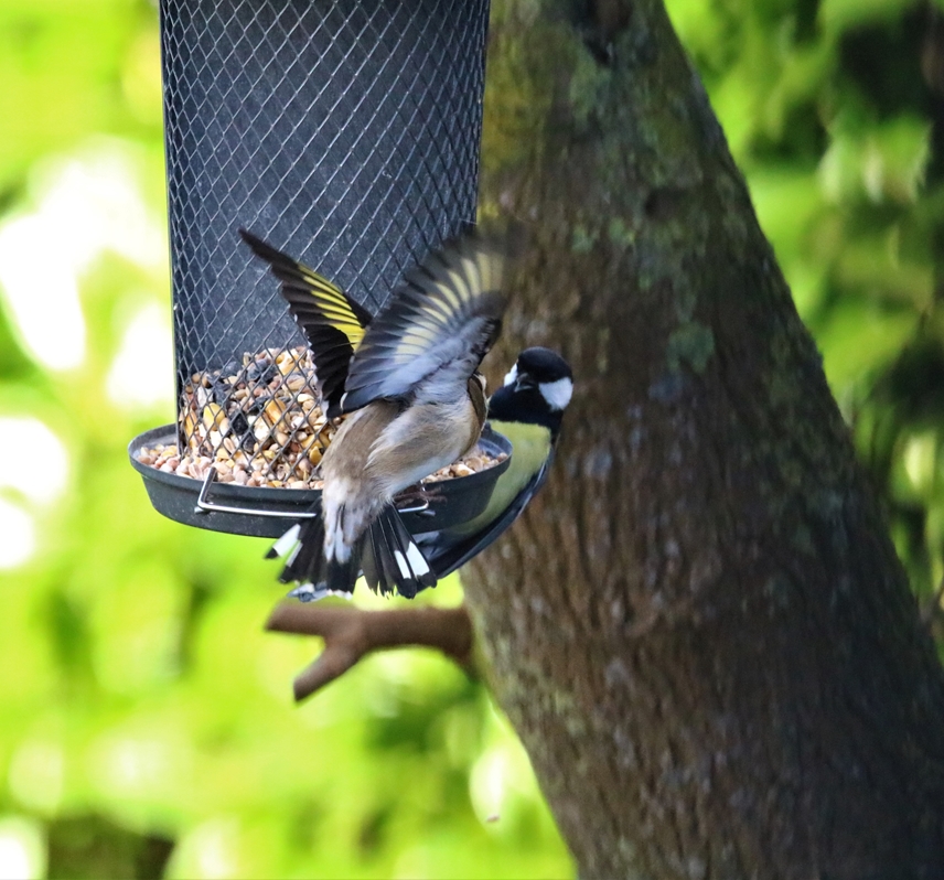Bagarre entres Chardonneret élégant et Mésange charbonnière.JPG