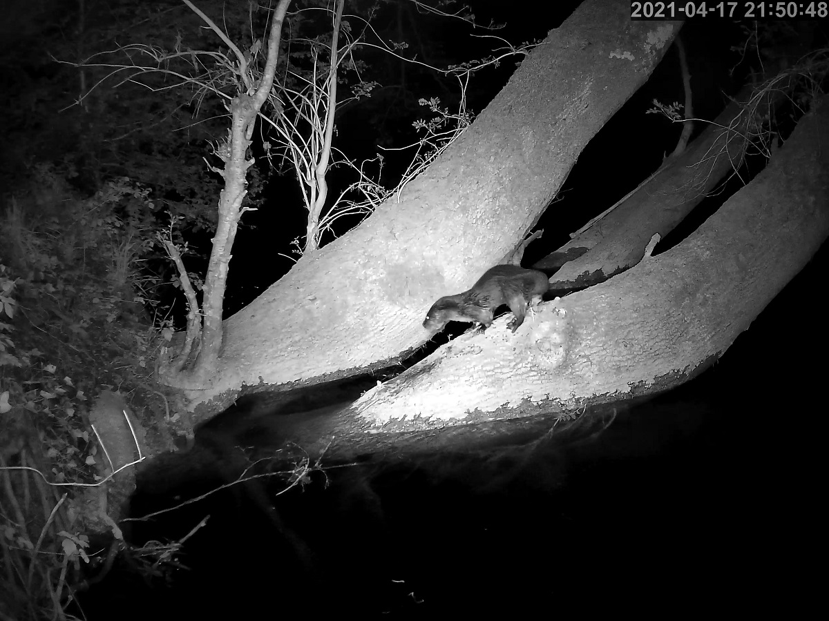 loutre 17 04 2021r.jpg