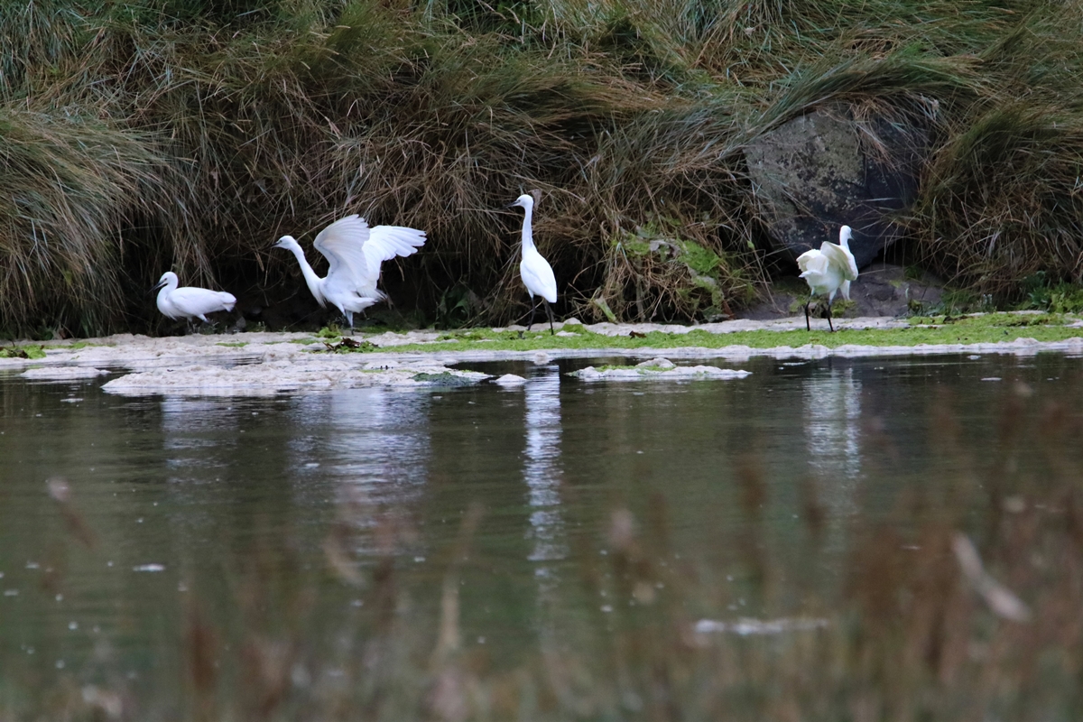 Aigrette garzette estuaire Samedi 5 Septembre 2020 (1).JPG