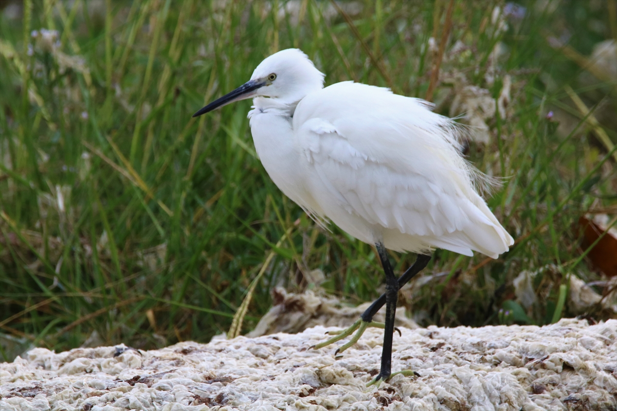 Aigrette garzette estuaire Samedi 5 Septembre 2020.JPG