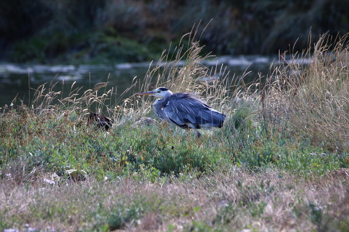 Héron cendré estuaire Samedi 5 Septembre 2020.JPG