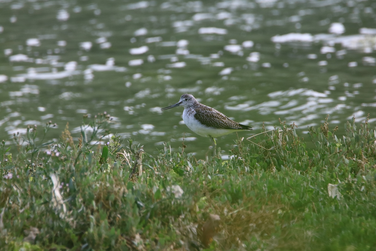 Chevalier aboyeur estuaire Samedi 5 Septembre 2020 (5).JPG