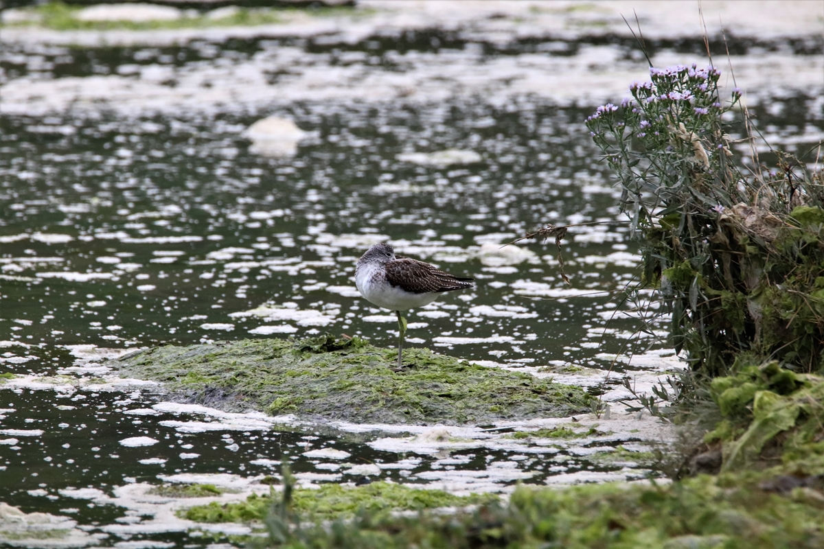 Chevalier aboyeur estuaire Samedi 5 Septembre 2020 (4).JPG
