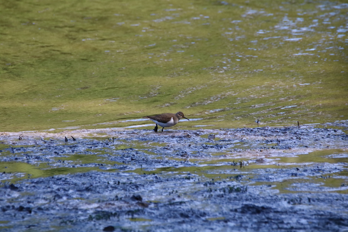 Chevalier guignette estuire Samedi 5 Septembre 2020.JPG