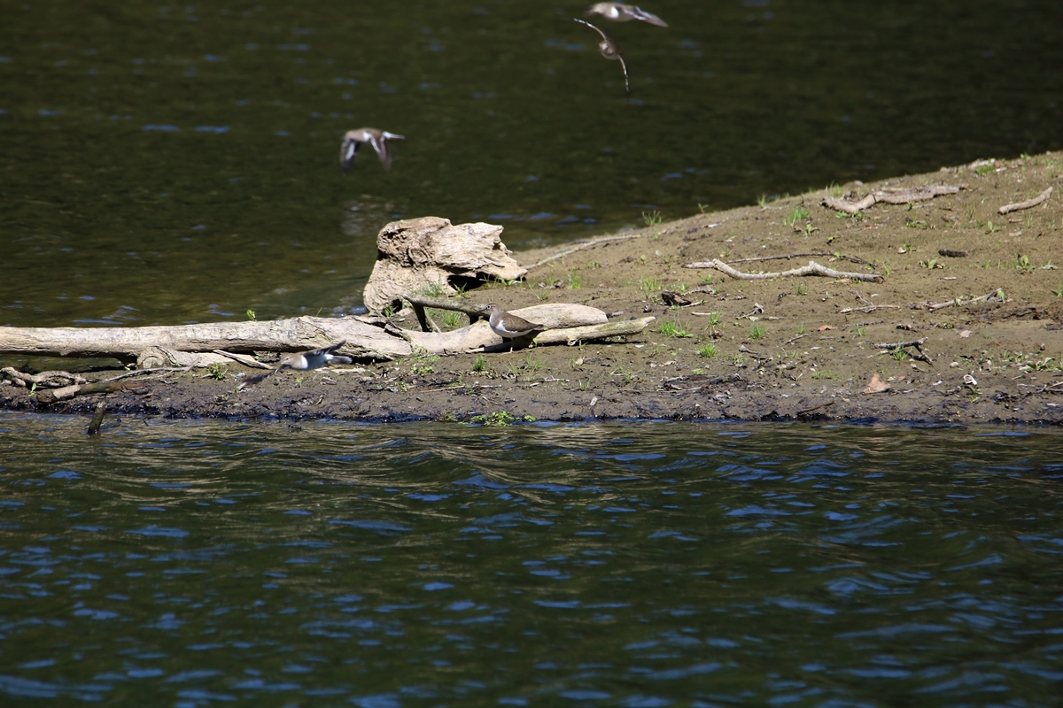 Chevalier guignette estuaire Samedi 5 Septembre 2020.JPG