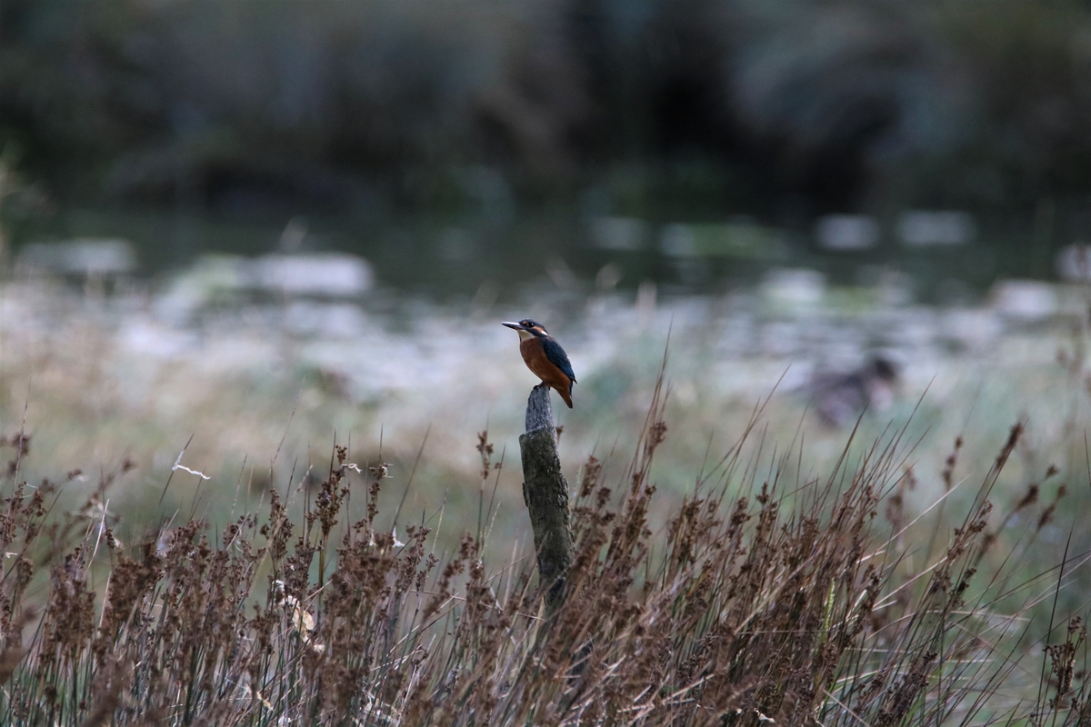 Martin-pêcheur estuaire Samedi 5 Septembre 2020 (1).JPG