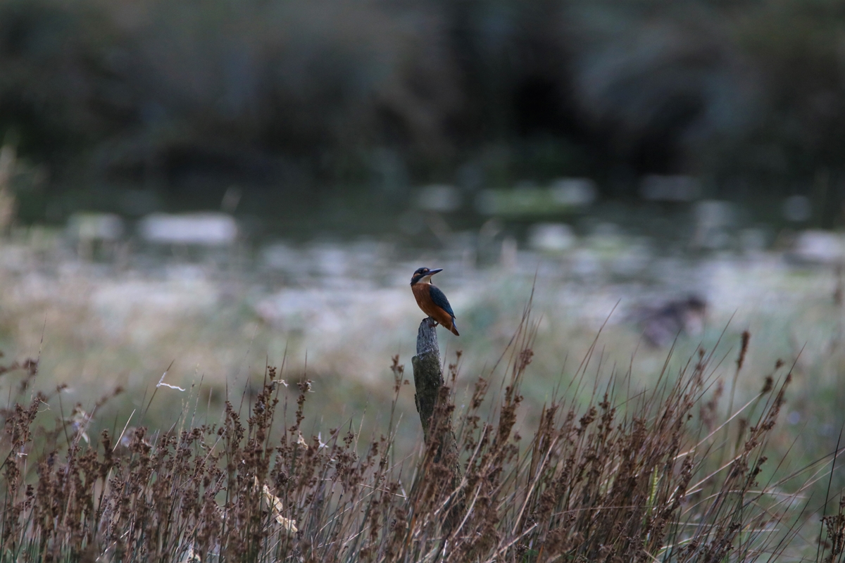 Martin-pêcheur estuaire Samedi 5 Septembre 2020 (3).JPG