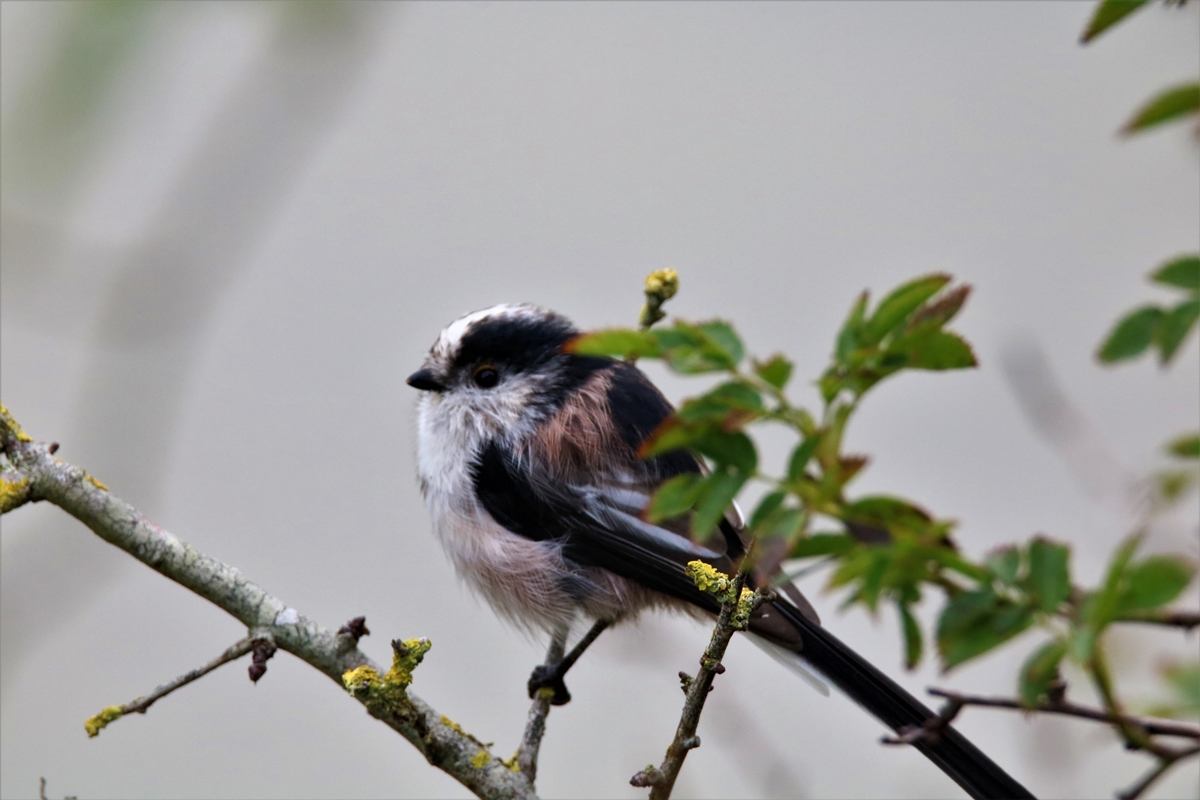 Mésange à longue-queue estuaire Samedi 5 Septembre (2).JPG