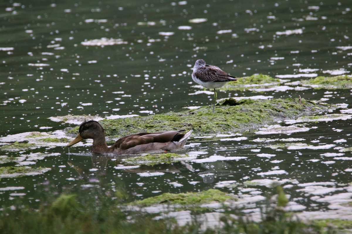 Femelle Colvert et Chevalier aboyeur estuaire Samedi 5 Septembre 2020 - Copie.JPG
