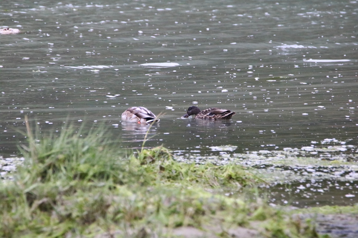 Mâle Colvert et femelle mais celle-ci hybride estuiare Samedi 5 Septembre 2020.JPG