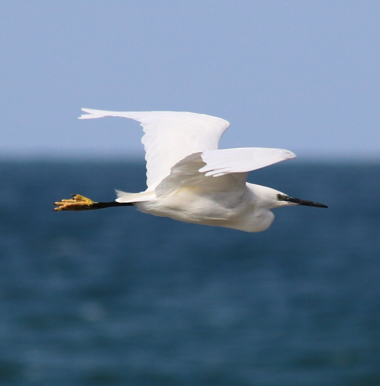 La Cotentin 8 Octobre 2016.jpg