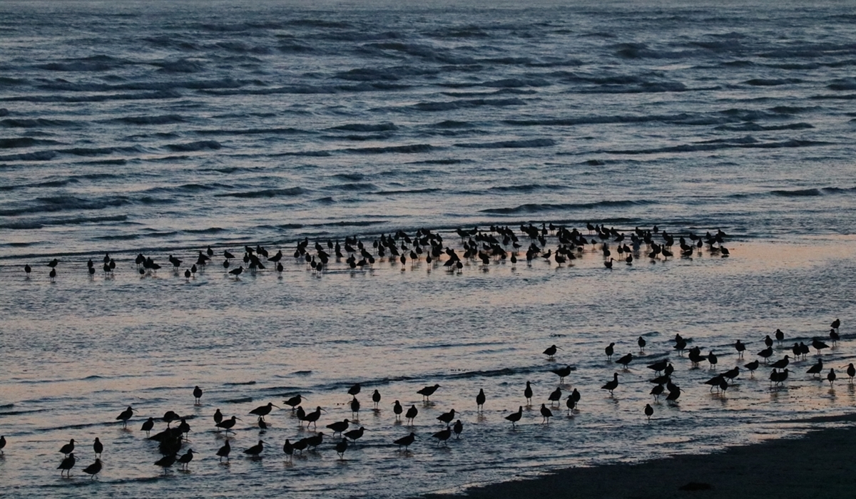 Courlis cendré et Huîtriers-pie (2).JPG