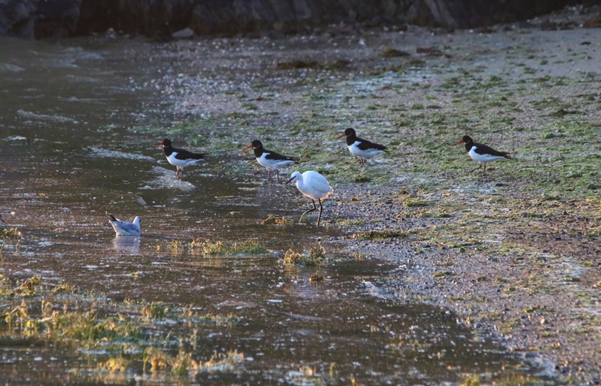 Mouette rieuse, Huîtrier-pie, Aigrette garzette.JPG