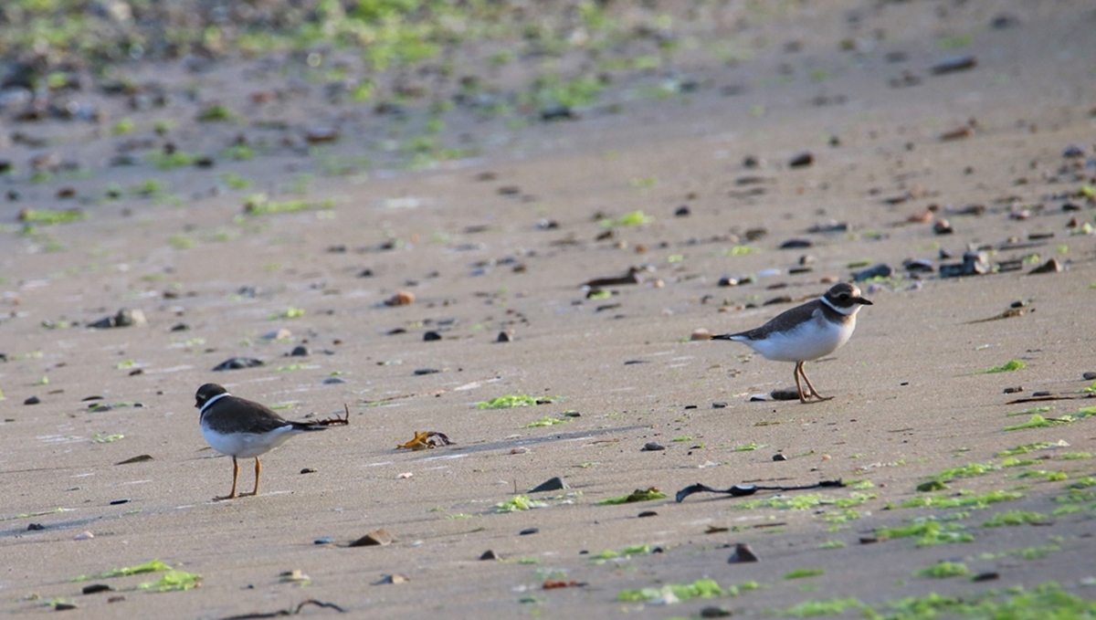 Juvénile Grand Gravelot (2).JPG