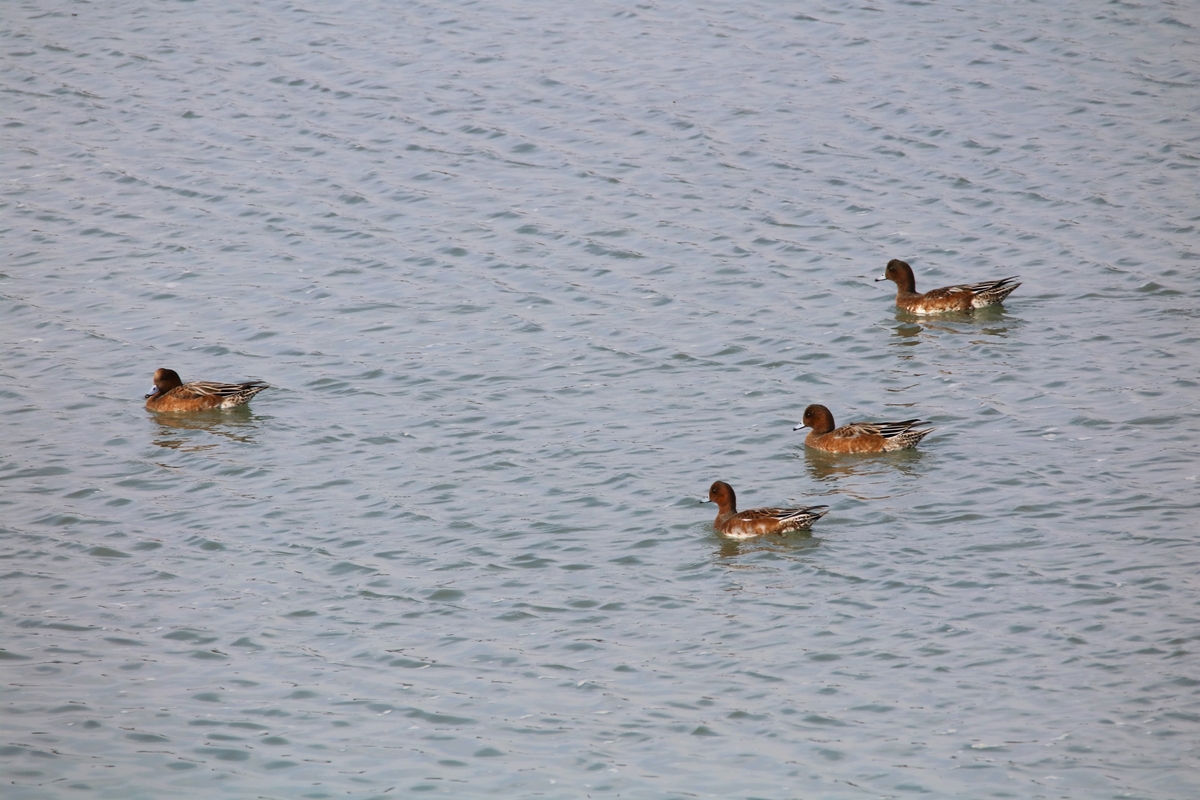 Canards Siffleurs femelles.JPG