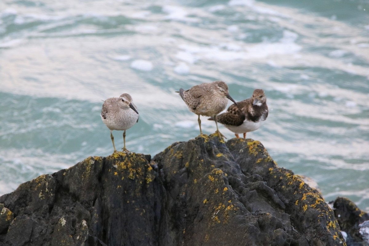 Bécasseau Maubèche hiver , Bécasseau variable hiver, Tournepierre à collier (2).JPG