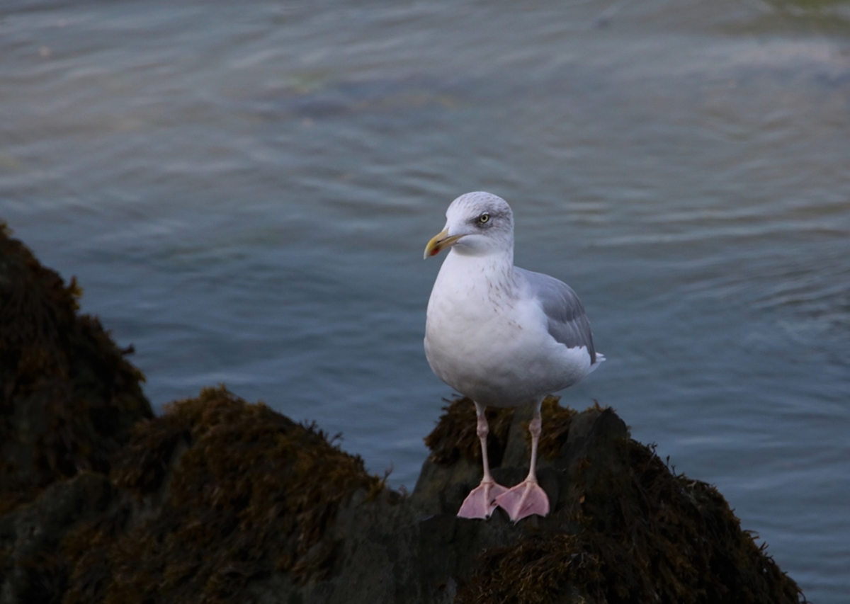 Goéland argenté hiver.JPG