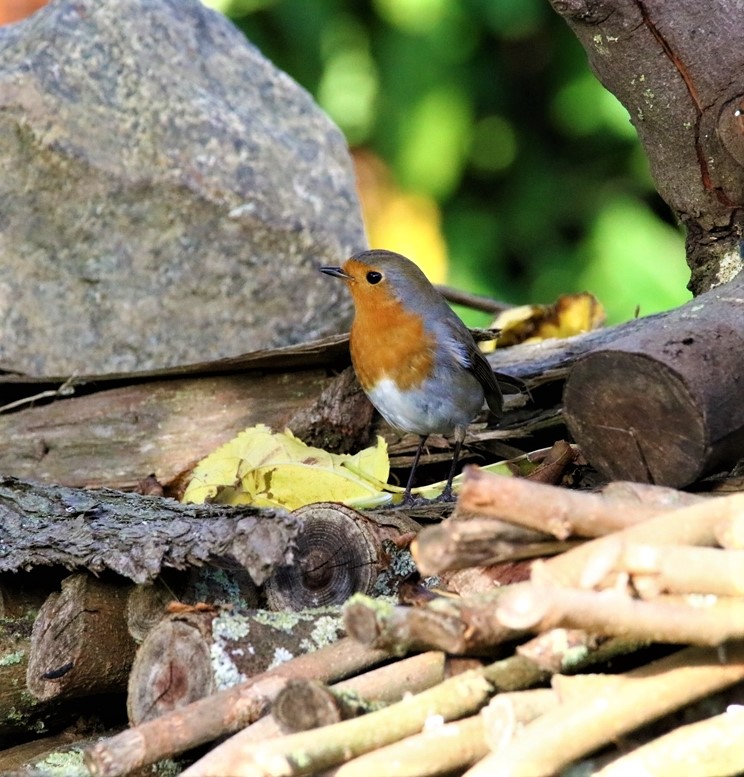 Rouge-gorge près abreuvoirs Novembre 2020 jardin.JPG