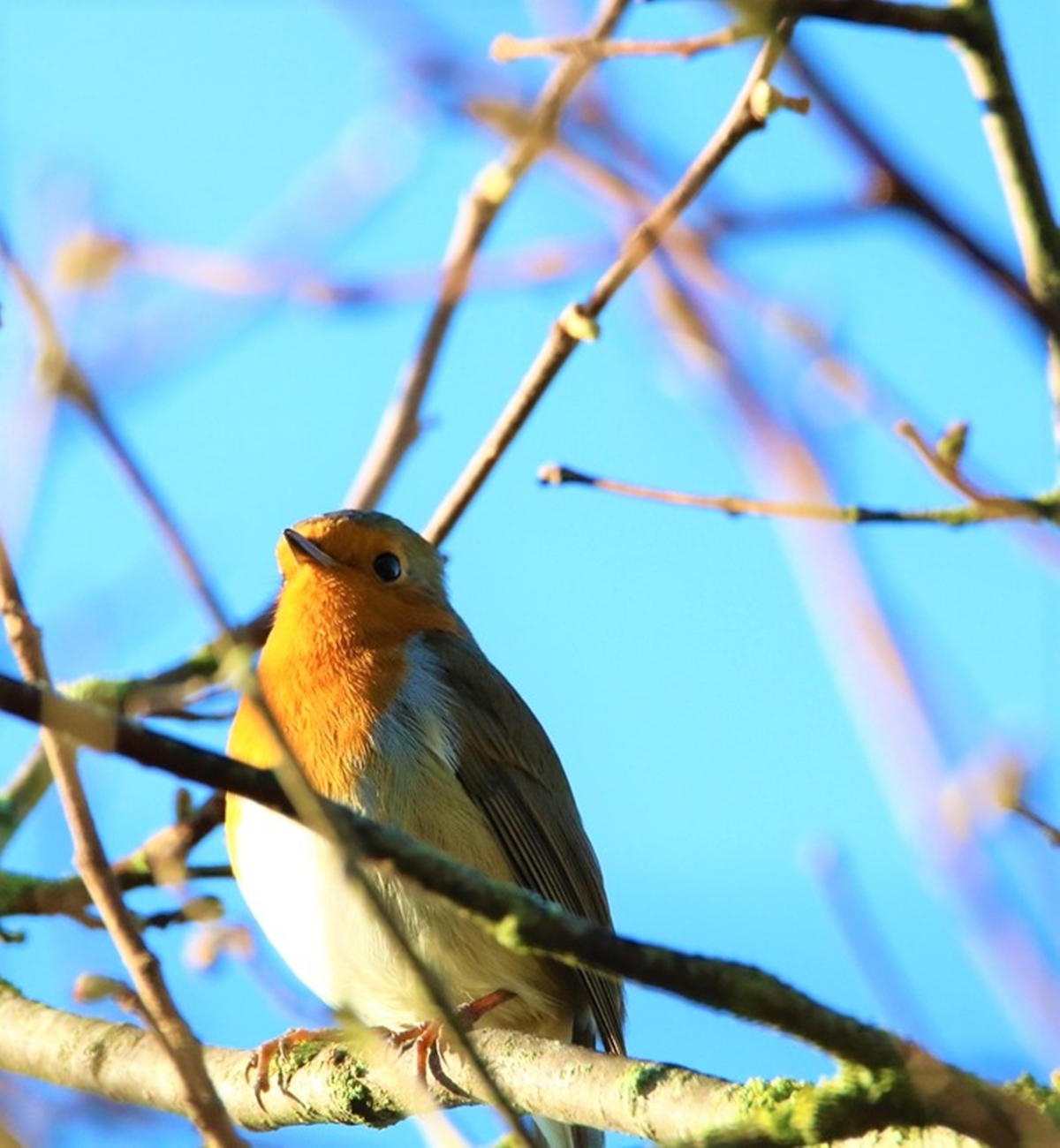Rouge-gorge dans Noisetier Dimanche 29 Novembre 2020 (1).JPG