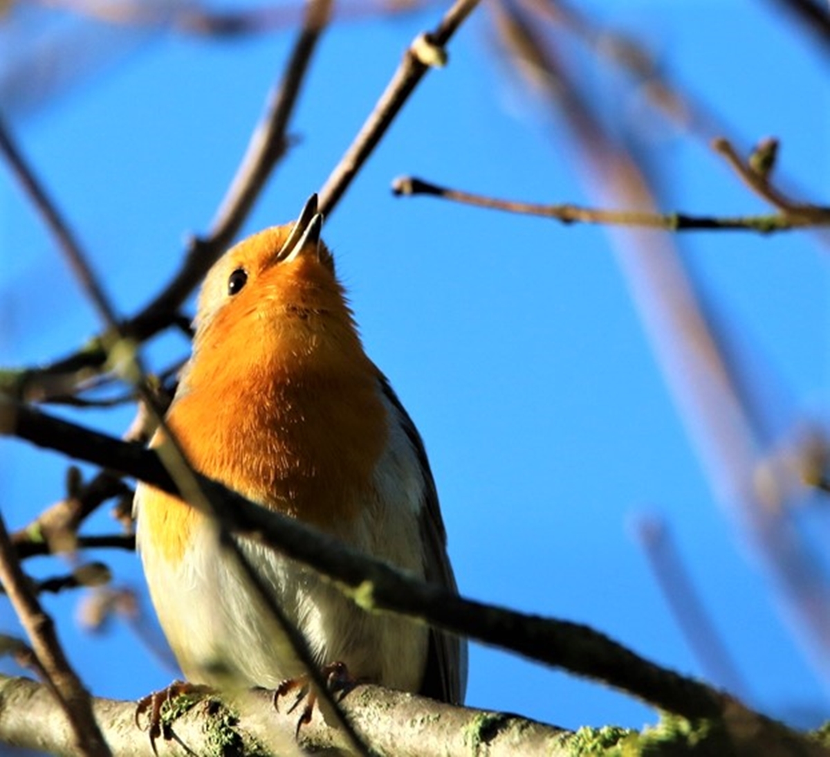 Rouge-gorge dans Noisetier Dimanche 29 Novembre 2020 (2).JPG