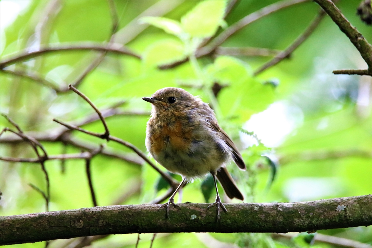 Juvénile Rouge-gorge jardin Samedi 22 Août 2020.JPG
