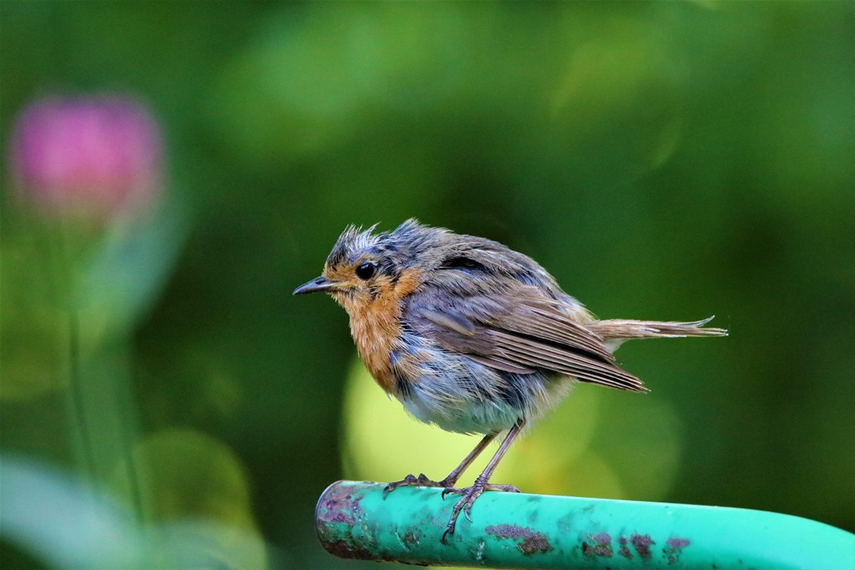 Juvéniles de Rouge-gorge jardin 1 Août 2020 (1).JPG