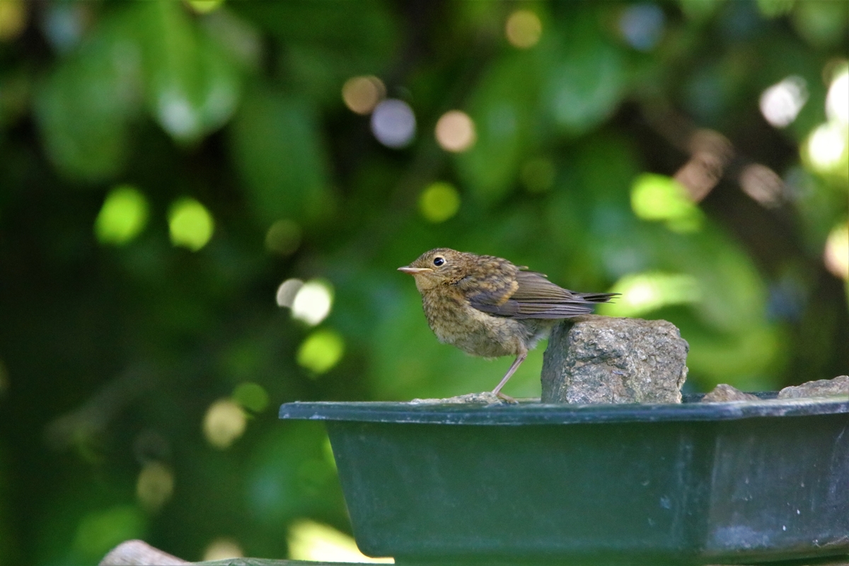 Juvéniles de Rouge-gorge jardin 1 Août 2020 (6).JPG