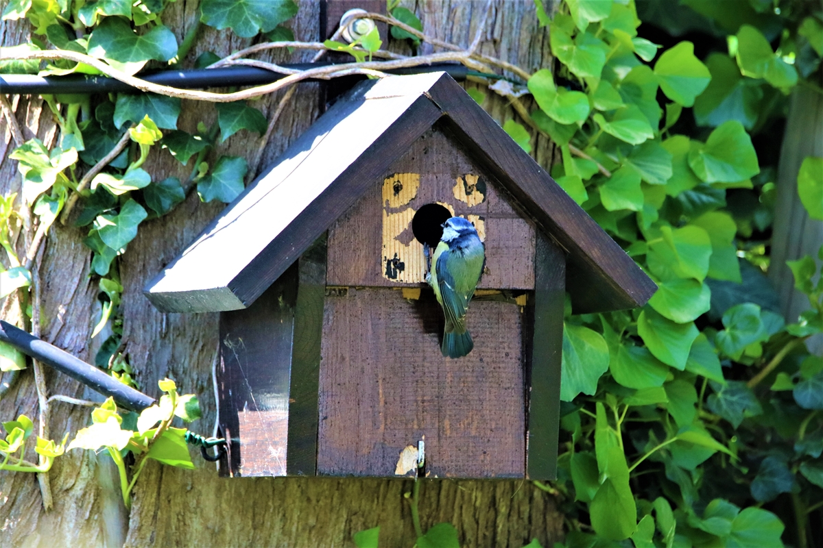 Mésange bleue 1.JPG