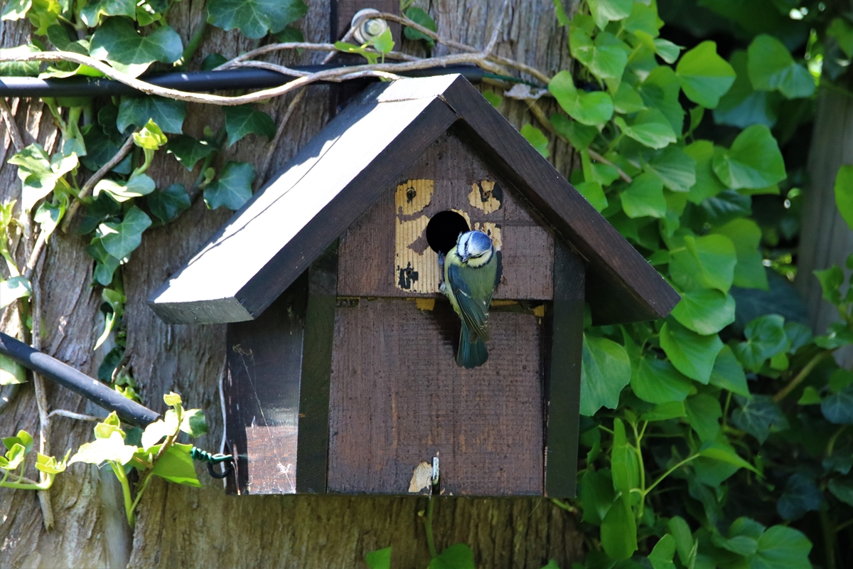 Mésange bleue 2.JPG