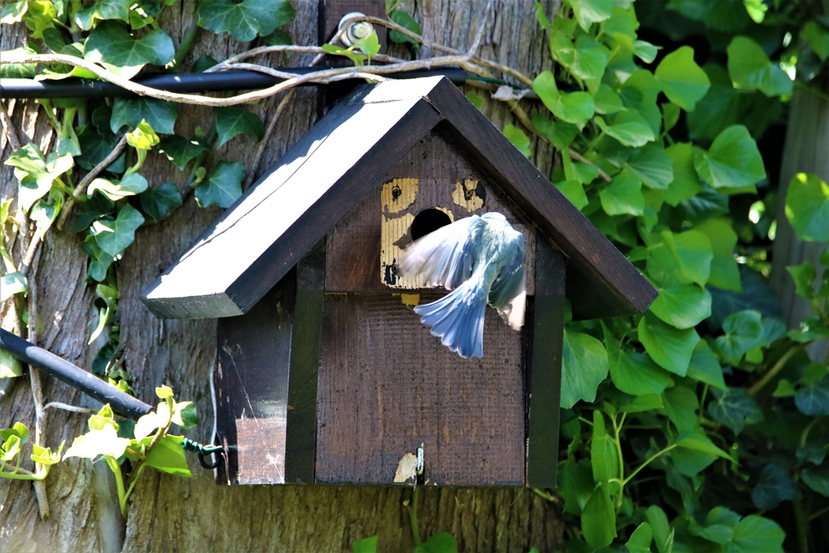 Mésange bleue 3.JPG