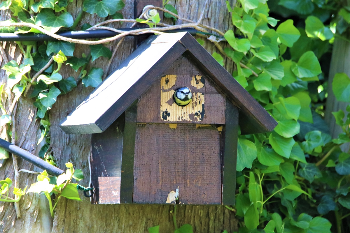 Mésange bleue 4.JPG