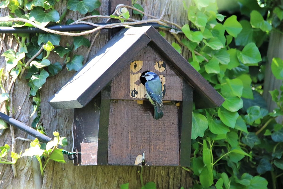 Mésange bleue 5.JPG