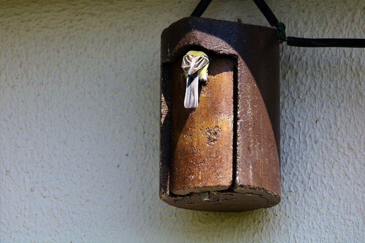 Mésange charbonnière 1.JPG