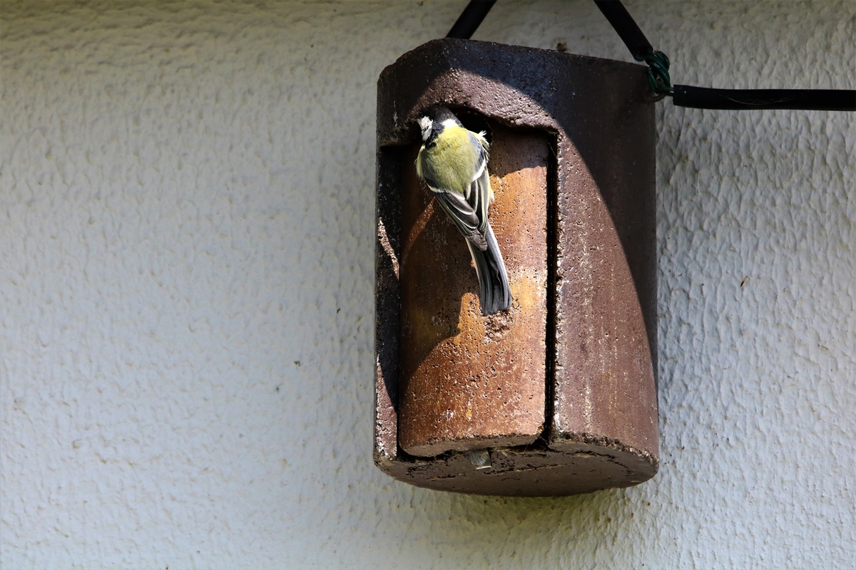 Mésange charbonnière 2.JPG