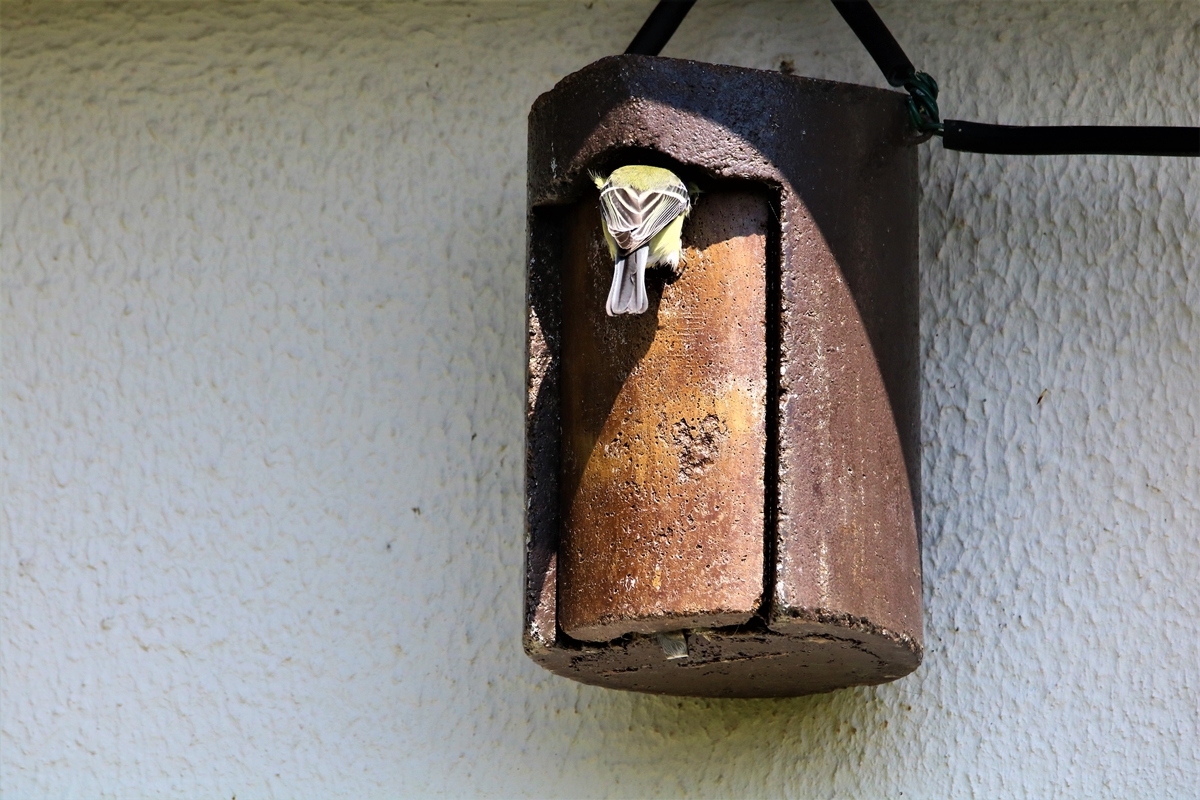 Mésange charbonnière 3.JPG