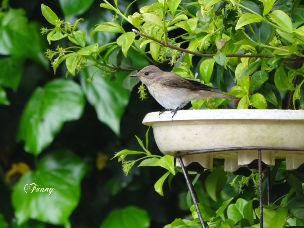 20 Gobemouche 2021 signéDSC06729.jpg