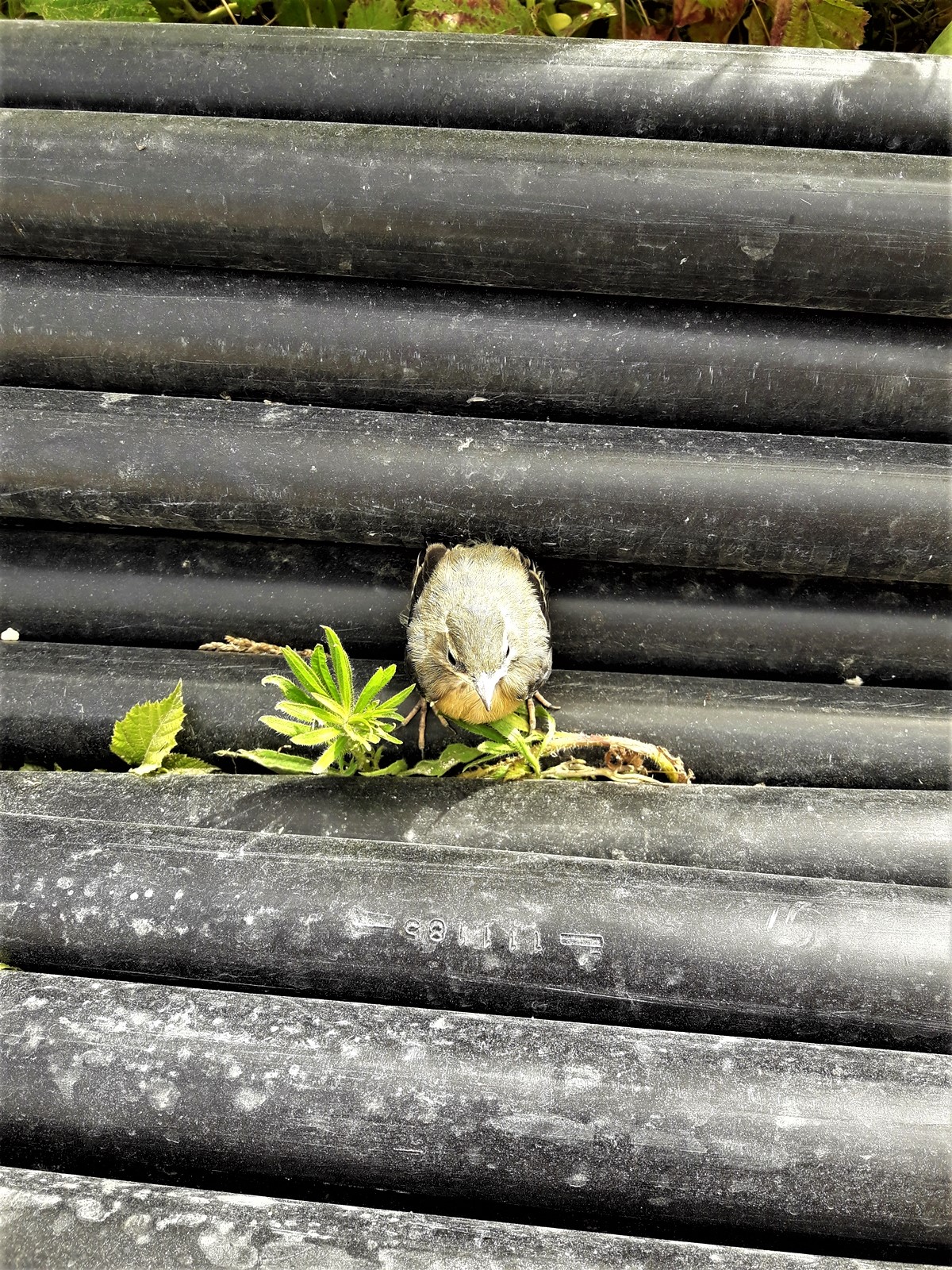 8 Juillet 2020 Bonneuil en France.jpg