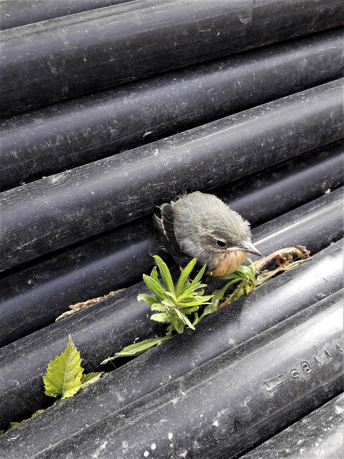 Juvénile Bergeronnette des ruisseaux 8 Juillet 2020 Bonneuil en France -.jpg