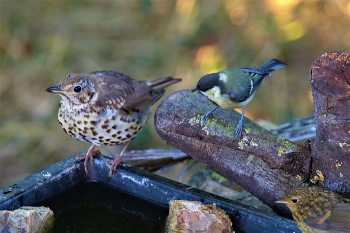 Grive musicienne, Mésange charbonnière,juvénile Rouge-gorge Mardi 4 Août 2020 - Copie.JPG
