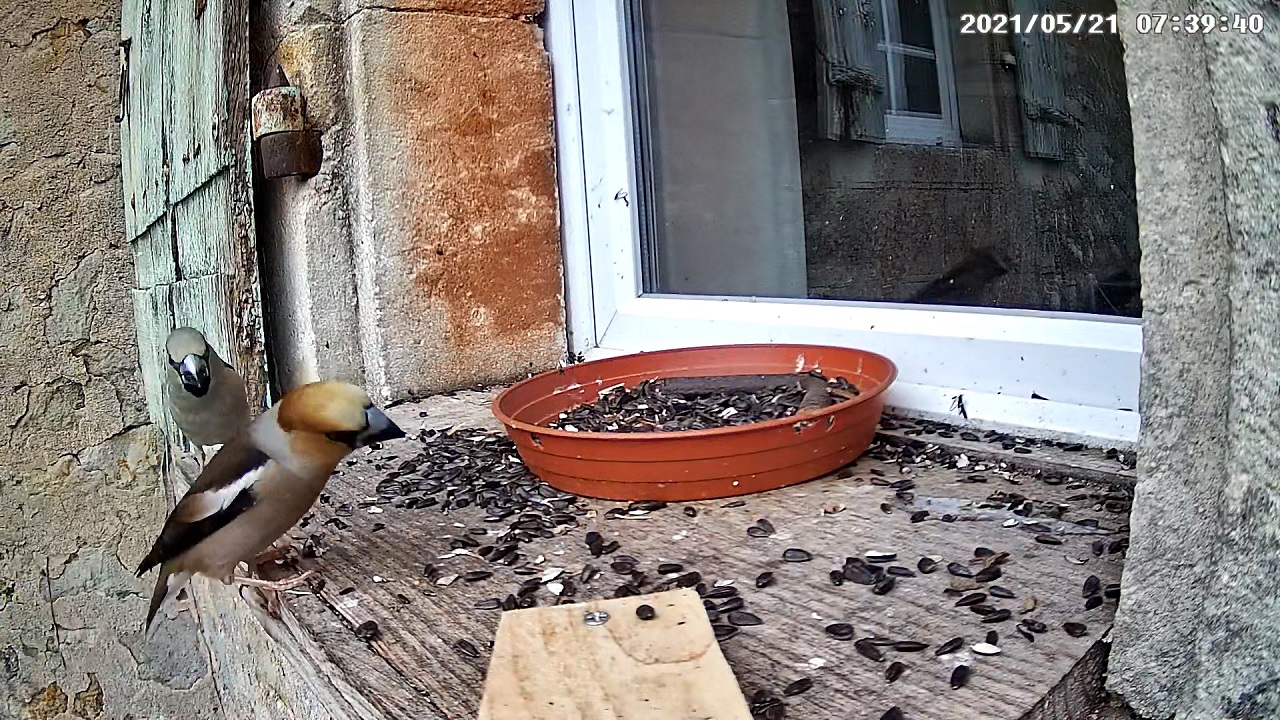 gros-bec 21 05 2021r.jpg
