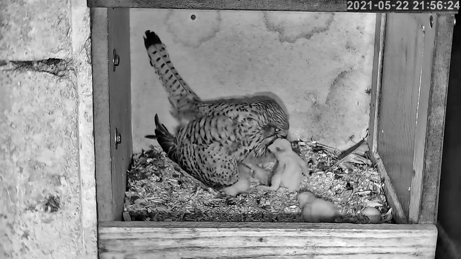 Maman et les poussins 22 05 2021.jpg