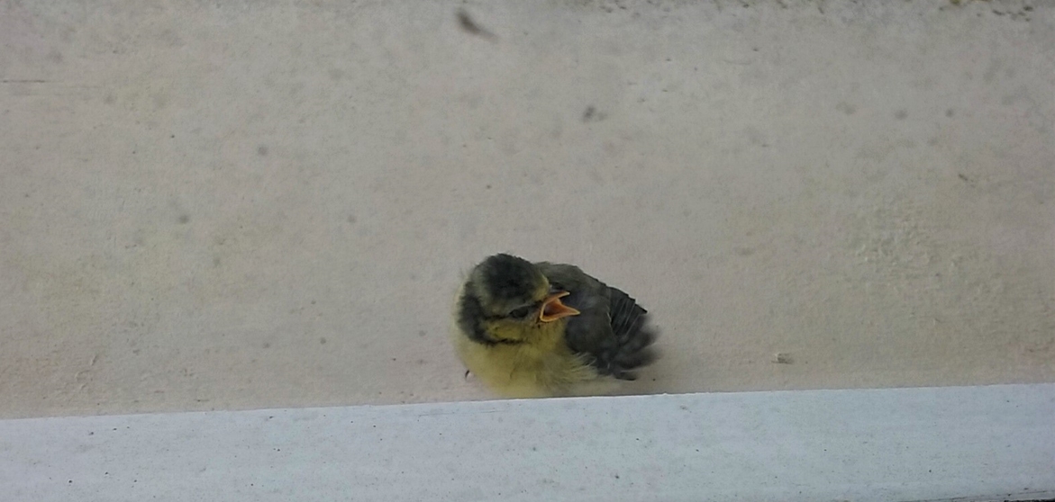 Mésange charbonnière envol 23 Mai 2021.jpg