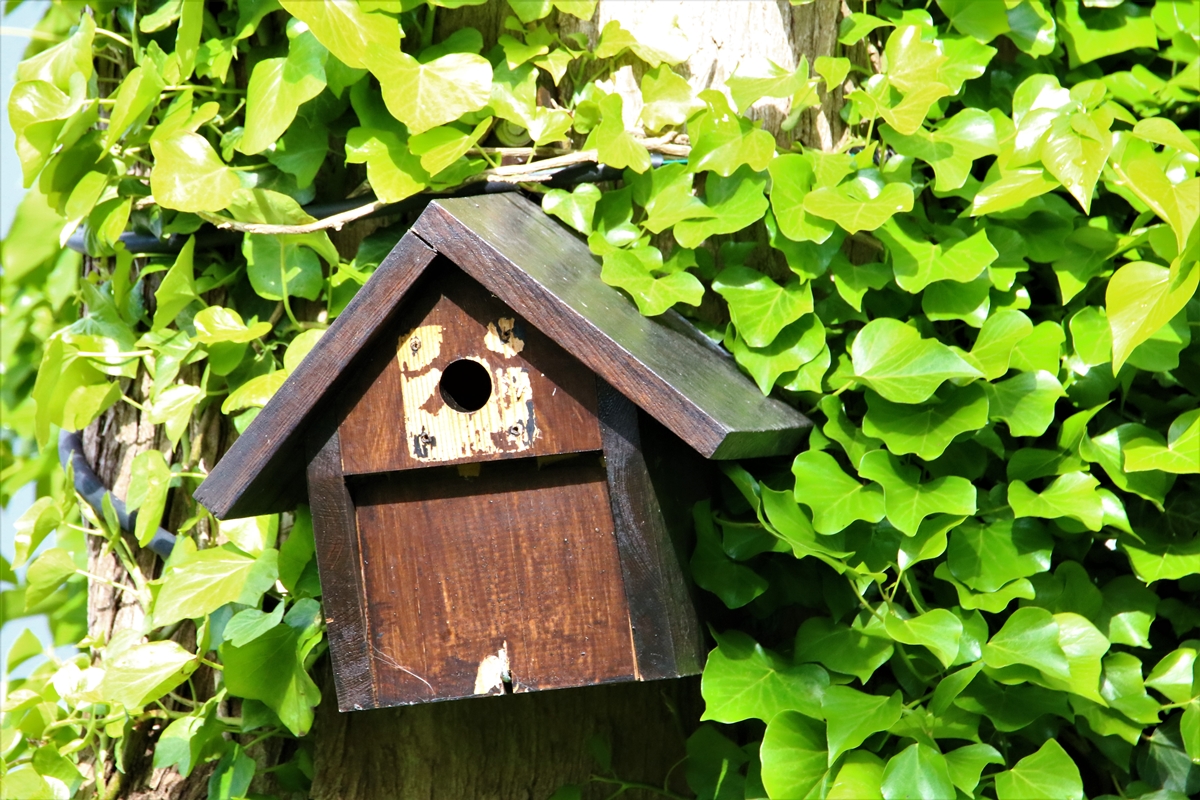 Envol nichées Mésanges bleue nichoir Cyprès 23 Mai 2021 (8).JPG
